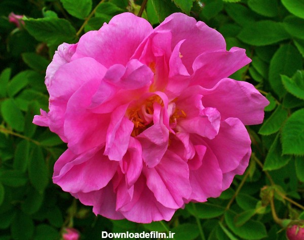 گل گلاب گل محمدی rosa damascena