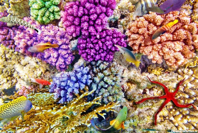 مرجان های دریایی .آکواریوم