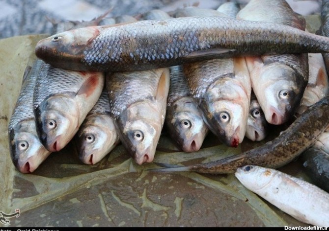 بازار ماهی فروشان رودسر گیلان به روایت تصویر - تسنیم