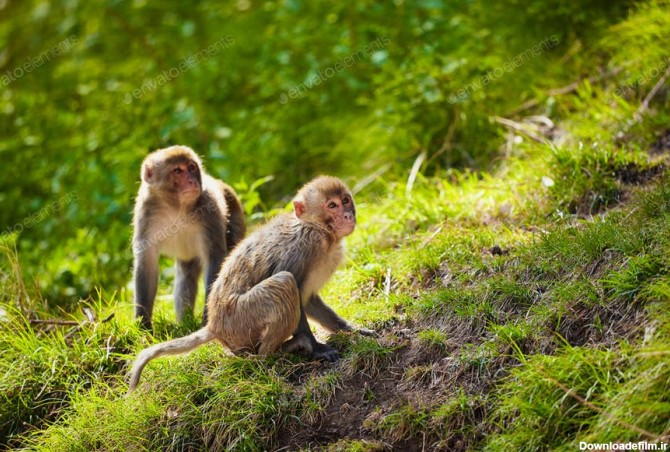 دانلود عکس میمون در جنگل Rhesus Macaques In India 46313 – تایم کد