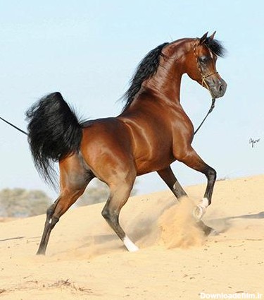 عکس اسب نژاد عرب