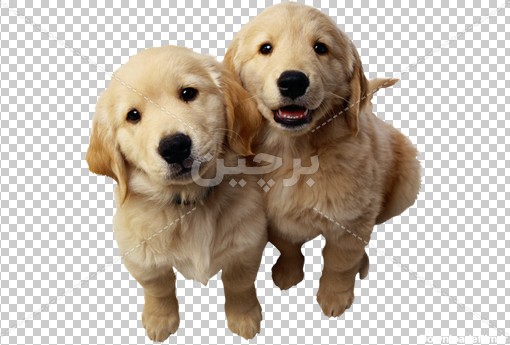 Borchin-ir-two cute puppy large PNG photo توله سگ های سفید زیبا۲