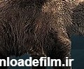 خرس غارنشین - ویکی‌پدیا، دانشنامهٔ آزاد