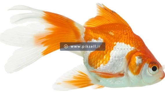 عکس با کیفیت از ماهی تپل نارنجی سفید