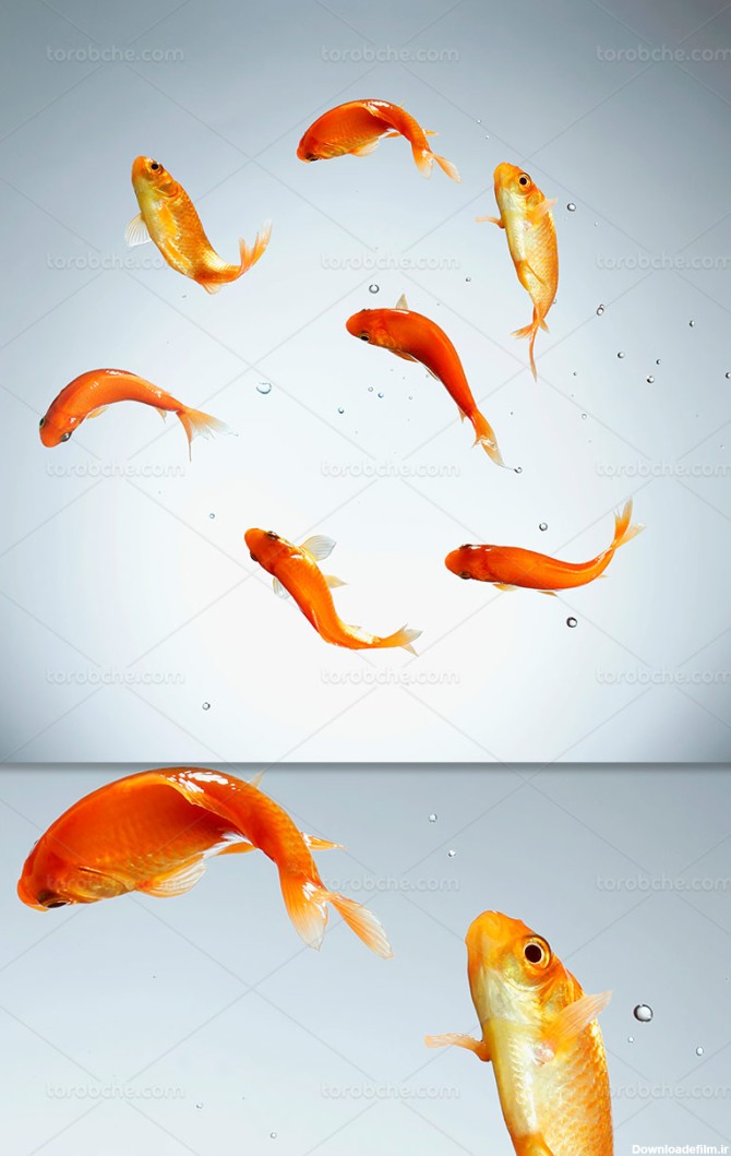 عکس ماهی قرمز عید - گرافیک با طعم تربچه - طرح لایه باز