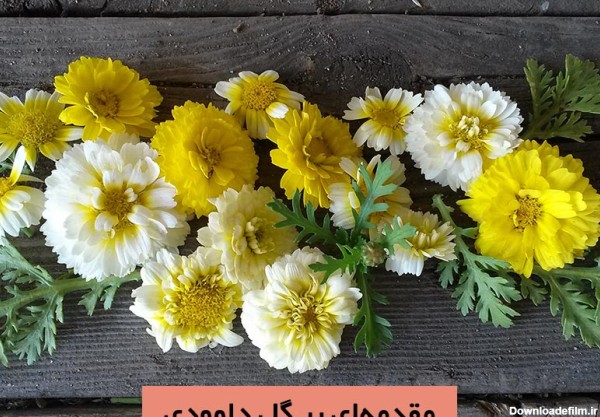 معرفی گل داوودی (chrysanthemum) و روش کاشت آن | گُل‌سِتان