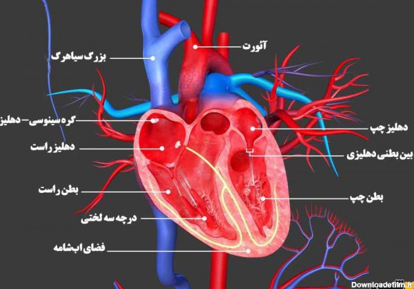ساختار قلب (علوم هفتم) چیست و چگونه کار میکند؟ | جهان شیمی فیزیک