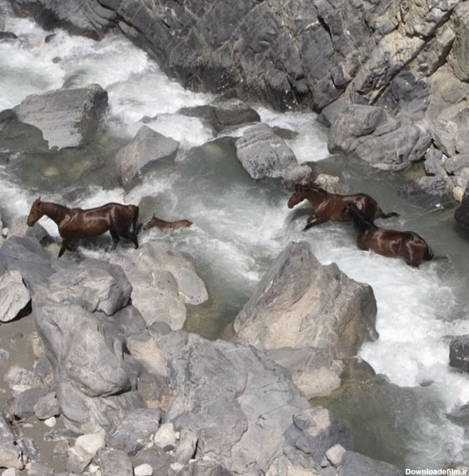 عکس/ اسب‌های زیبای وحشی در استان لرستان | اقتصاد24