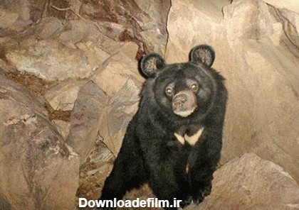 ببینید | روش جالب خرس سیاه برای ورود به غار به سبک دنده عقب ...