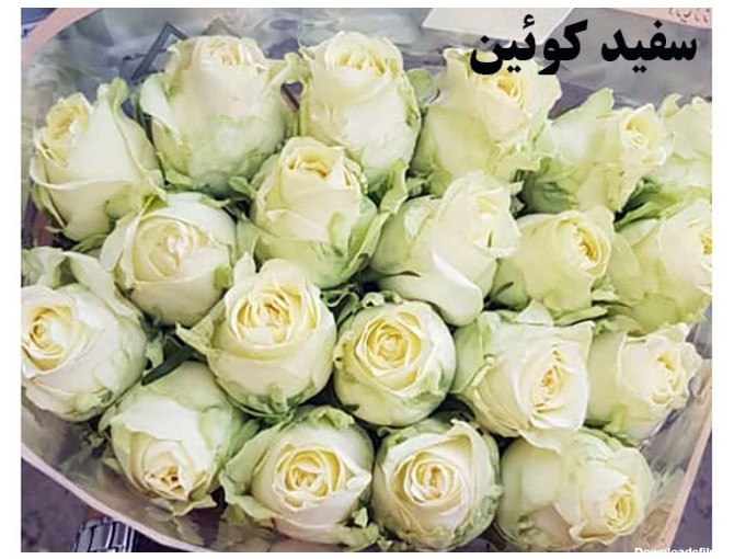 عکس گل سفید هلندی