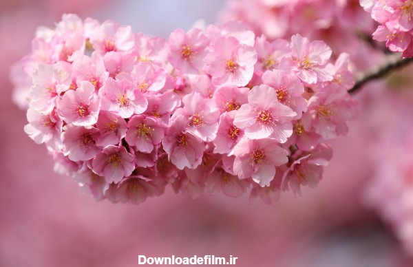 عکس شکوفه صورتی بهاری درخت گیلاس