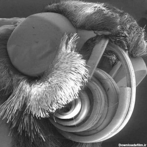 ببینید | هیولاهای میکروسکوپی زیر ناخن انسان (+عکس)