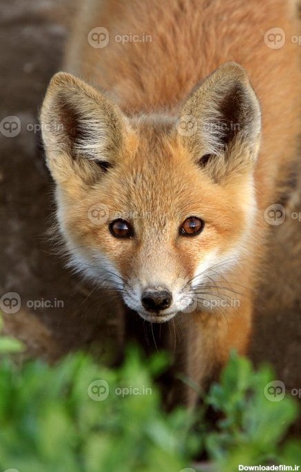 دانلود عکس توله سگ روباه قرمز در ساسکاچوان | اوپیک