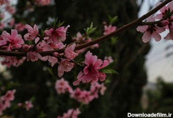 تصاویر بی‌نظیر از شکوفه‌های بهاری