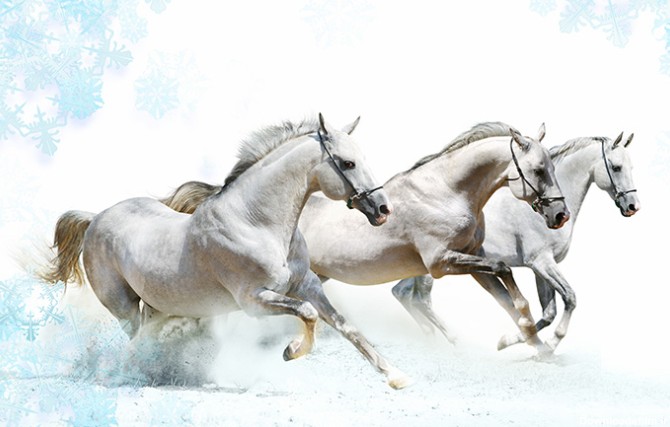 عکس اسب های سفید در مرتع - مسترگراف