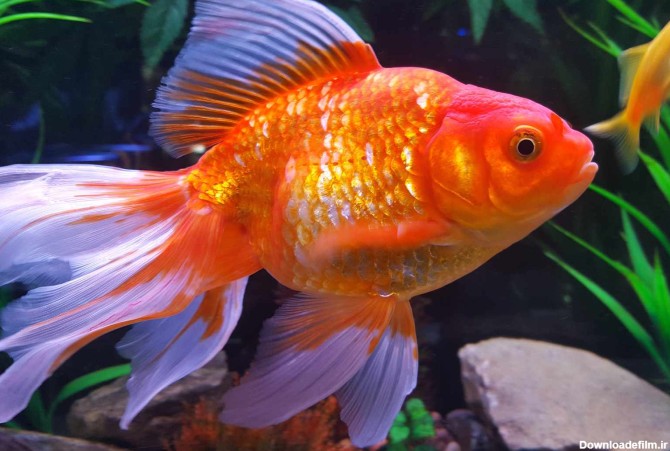تصویر ماهی قرمز زیبا