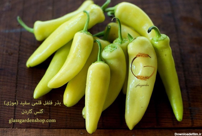 Pepper - Sweet Banana بذر فلفل قلمی سفید یا موزی گلس گاردن.JPG