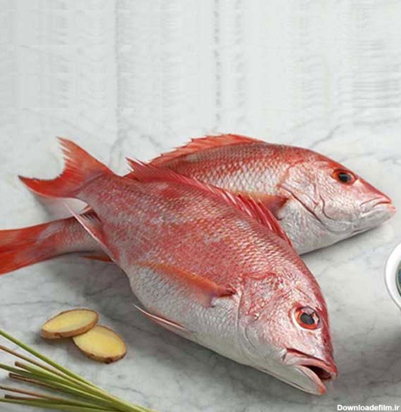 صادرات ماهی سرخو به کشورهای خارجی