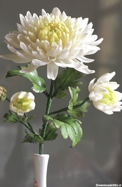گل داوودی زیباتر از گلهای بهاری در زمستان - فروشگاه اینترنتی سرچنار