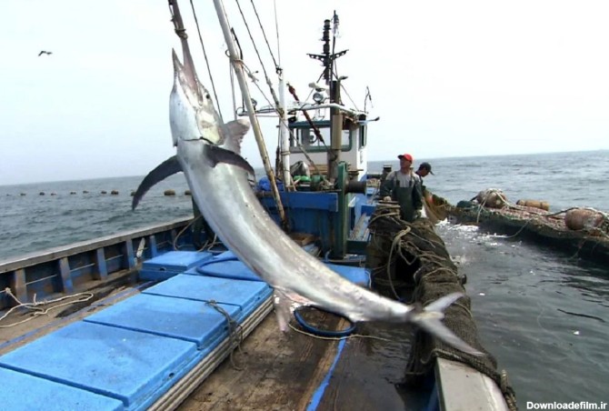 ویدئو) صید شمشیر ماهی غول پیکر توسط صیادان کره ای