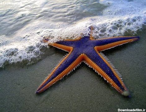 عکس های زیبا از ستاره های دریایی | عصر هامون