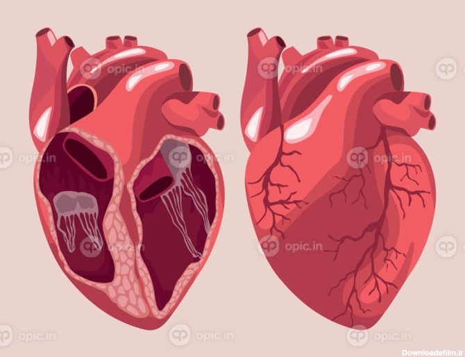 وکتور قلب های واقعی اندام های انسان | اوپیک
