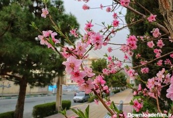 تصاویر بی‌نظیر از شکوفه‌های بهاری