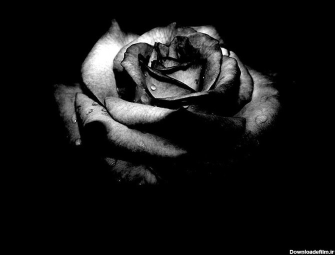 black_dark_flowers_roses.jpg