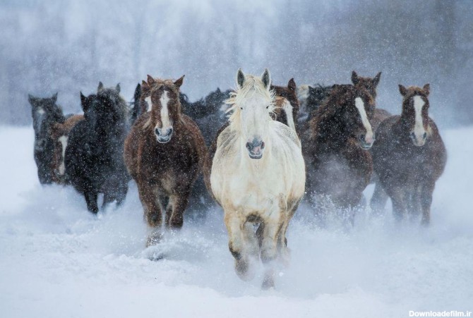 عکس روز نشنال جئوگرافيک: اسب ها در برف، هوکايدو، ژاپن | طرفداری