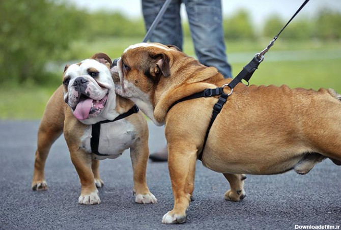 مشخصات کامل، قیمت و خرید نژاد سگ بولداگ (Bulldog) | پت راید