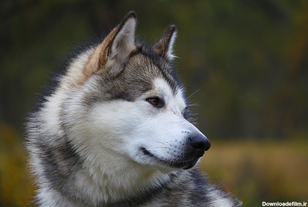 سگ مالاموت آلاسکایی مناسب چه کسانی است؟ - پت پرس