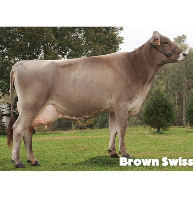 Brown Swiss breed - آرکاژن Brown Swiss breed | Arkagen آرکاژن ...