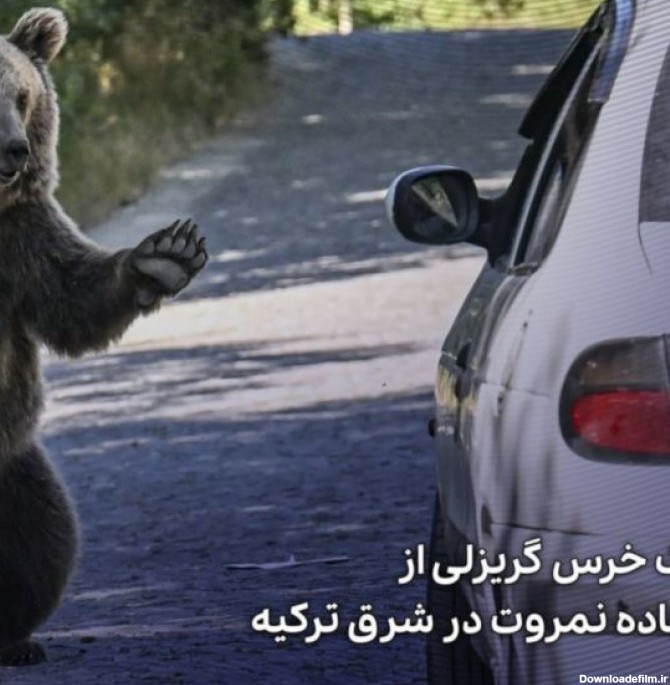 عکس | احوال پرسی یک خرس گریزلی از مسافران در جاده - خبر ...