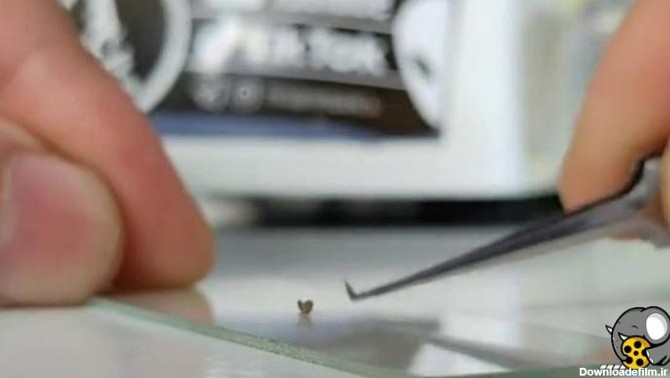 ناخن کثیف زیر میکروسکوپ - فیلو