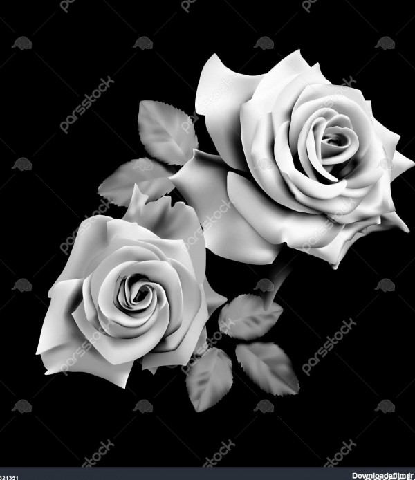 عکس گل رز سفید مشکی