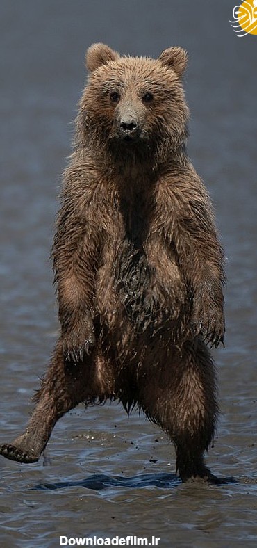 فرارو | (تصاویر) راه رفتن جالب توله خرس روی پاهایش