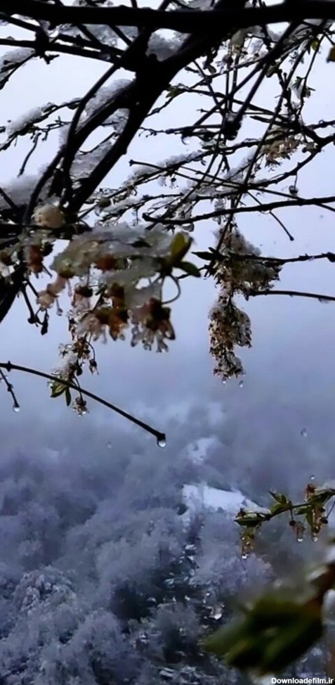 همشهری آنلاین - تصاویر | بارش ناگهانی برف در ماسوله و غافلگیری ...