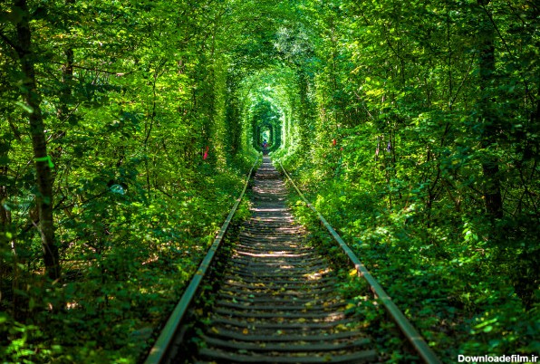 دانلود عکس ریل قطار در جنگل A Railway In The Spring Forest ...