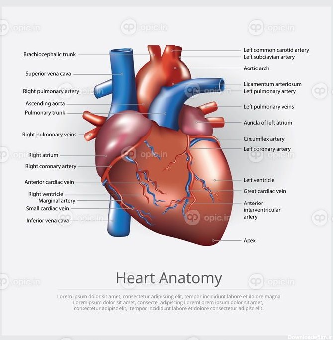 دانلود وکتور تصویر برداری آناتومی قلب انسان | اوپیک