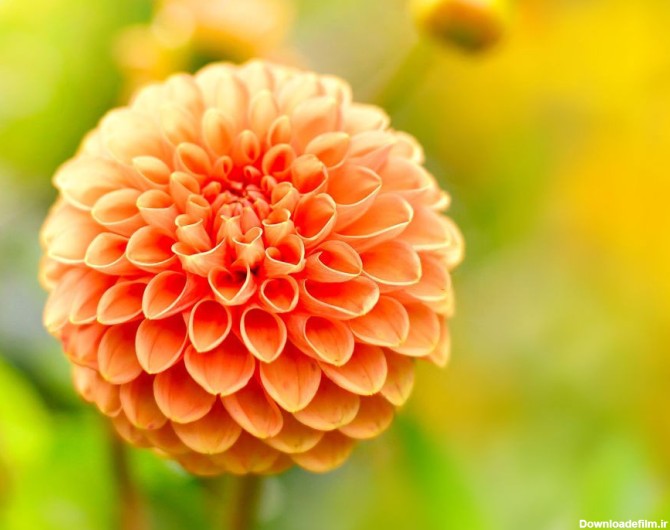 55 عکس باکیفیت گل کوکب برای بک گراند و پروفایل