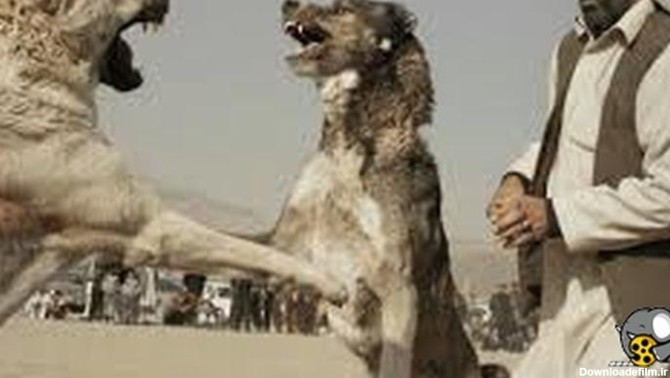جنگ سگ افغان با پژدر عراقی ۲۰۲۳ - فیلو