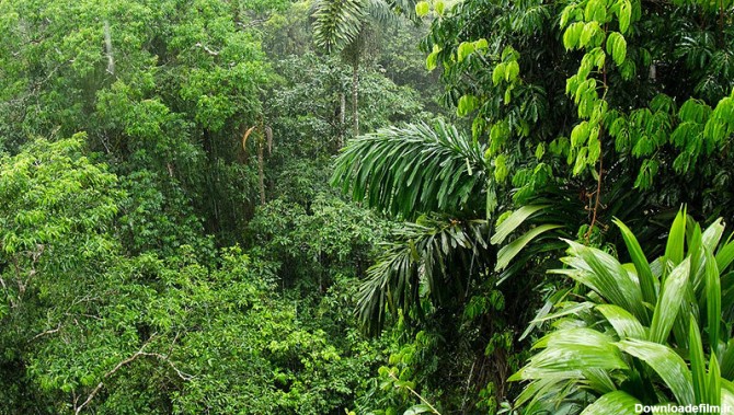 آشنایی با جنگل‌های آمازون - همشهری آنلاین