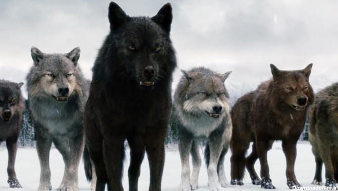 جدال دیدنی خرس با گرگ ها + فیلم