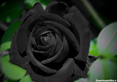 گل رز سیاه / عکس