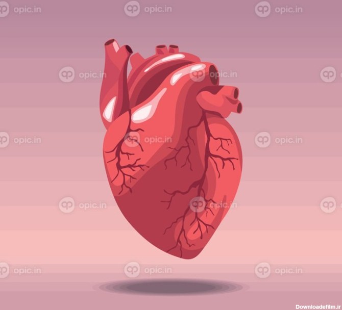 وکتور قلب واقعی اندام انسان | اوپیک