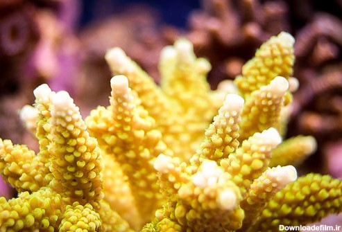 راهنمای رنگ آمیزی مرجان های SPS