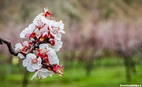 بوی خوش بهار را در � خوزستان استشمام کنید/بهار واقعی طبیعت در ...