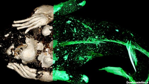تصاویر شگفت‌انگیز از پری دریایی در دنیا واقعی