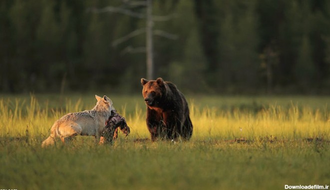 دوستی گرگ و خرس