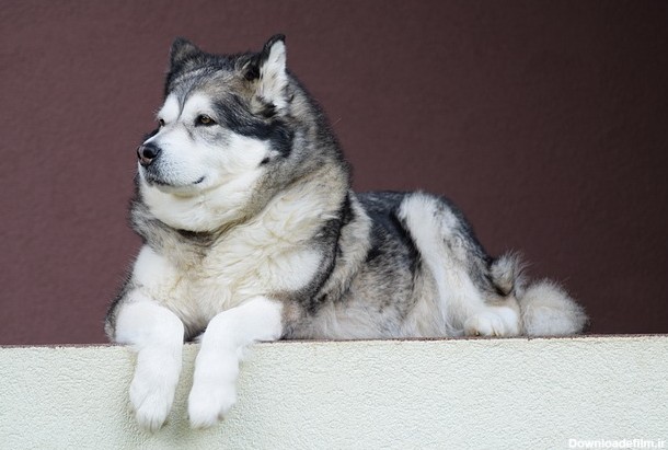 سگ مالاموت آلاسکایی مناسب چه کسانی است؟ - پت پرس